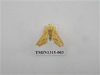 藏品(尺蠖蛾科)的圖片